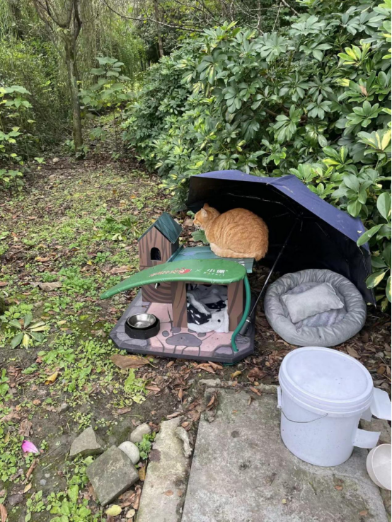《部落冲突》联名PETKIT小佩宠物搭建公益猫屋，“流浪英雄小屋”高校安家