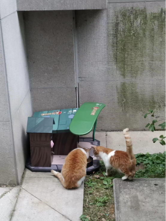 《部落冲突》联名PETKIT小佩宠物搭建公益猫屋，“流浪英雄小屋”高校安家