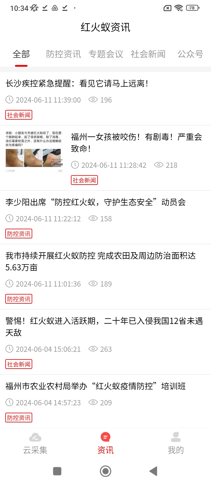 红火蚁