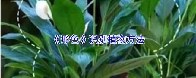 《形色》识别植物的有效技巧