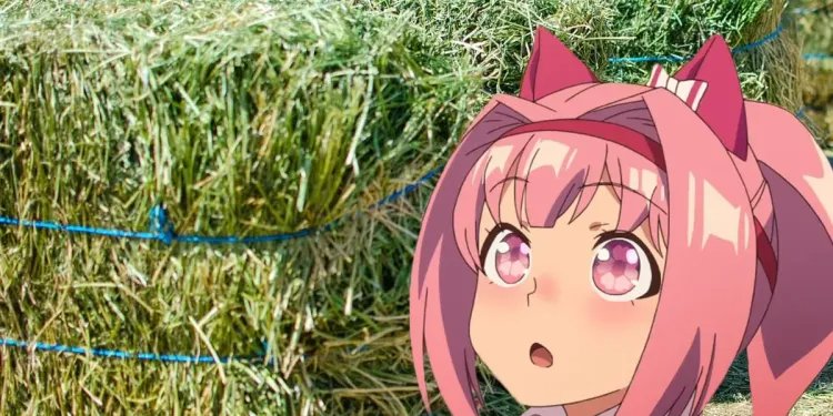 《赛马娘》春乌拉拉因系统崩溃获粉丝赠送吨牧草